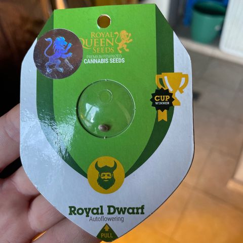 Royal Dwarf growlog timeline photo