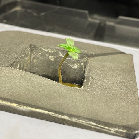 Royal Dwarf growlog timeline photo