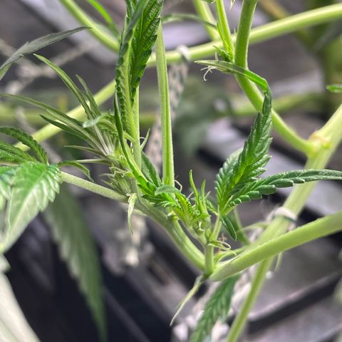 Auto Citrus Skunk growlog timeline photo