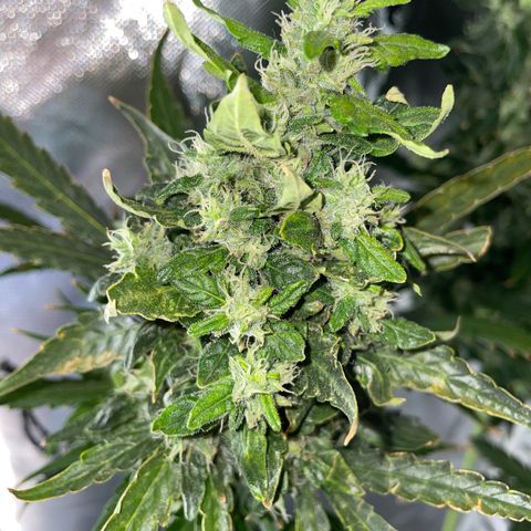 Mohan Poison #1 growlog timeline photo