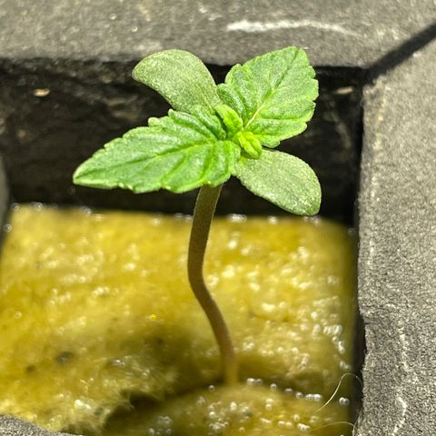 Royal Dwarf growlog timeline photo