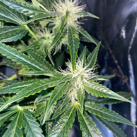 Auto Citrus Skunk growlog timeline photo
