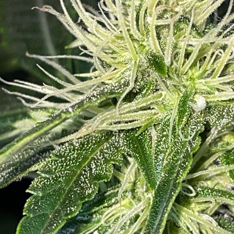 Auto Citrus Skunk growlog timeline photo