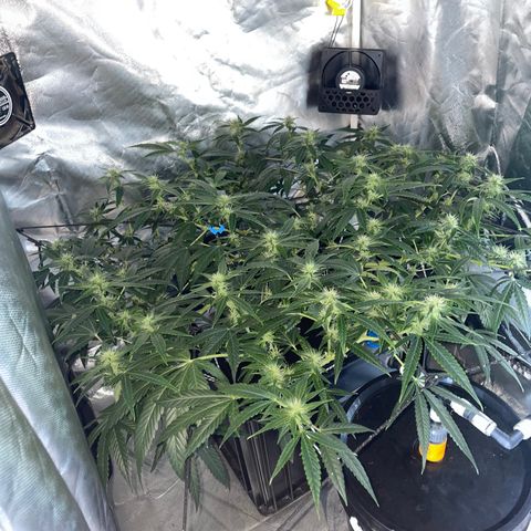 Auto Citrus Skunk growlog timeline photo