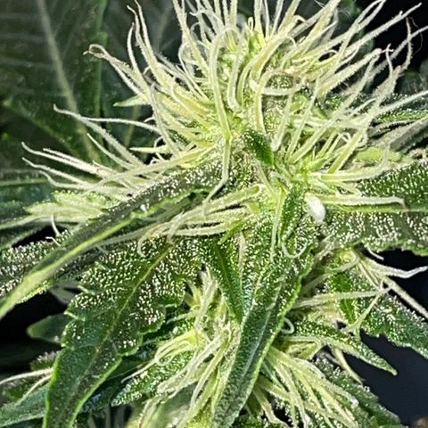 Auto Citrus Skunk growlog timeline photo