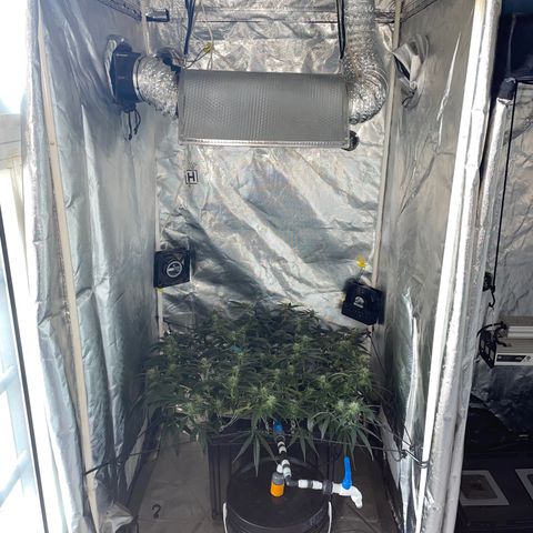 Auto Citrus Skunk growlog timeline photo