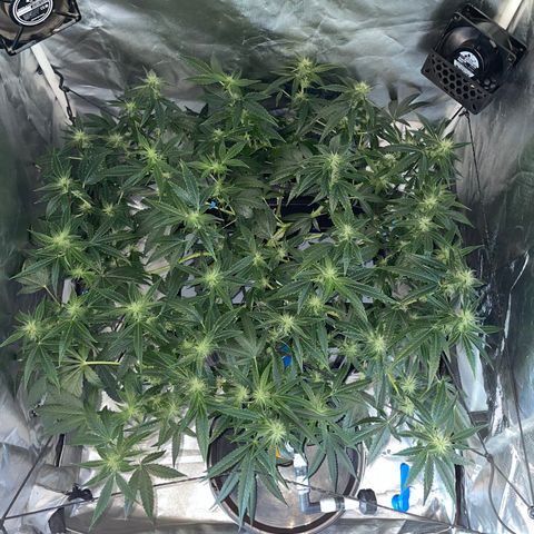 Auto Citrus Skunk growlog timeline photo