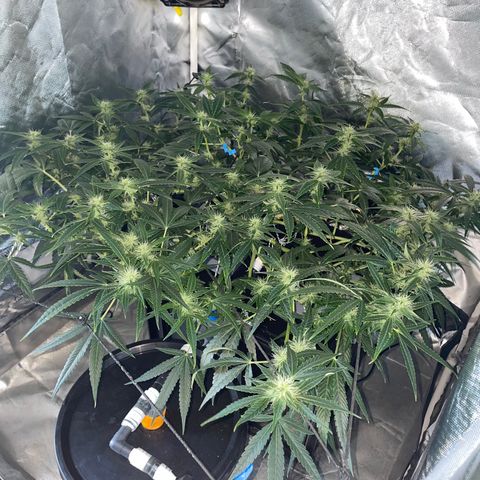 Auto Citrus Skunk growlog timeline photo