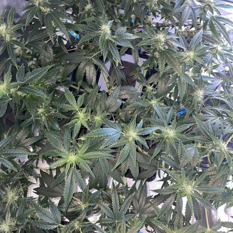 Auto Citrus Skunk growlog timeline photo