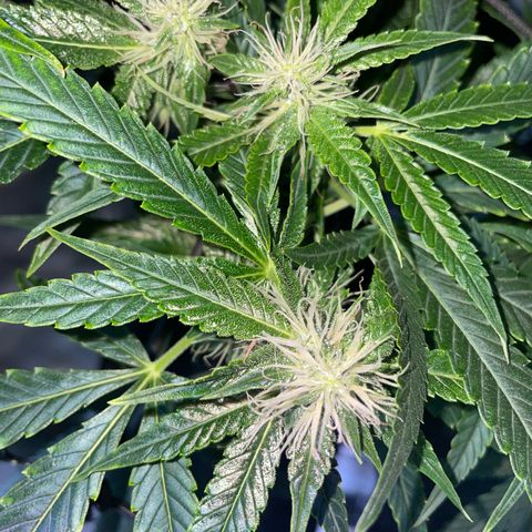 Auto Citrus Skunk growlog timeline photo