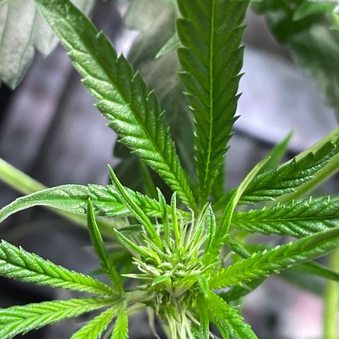 Auto Citrus Skunk growlog timeline photo