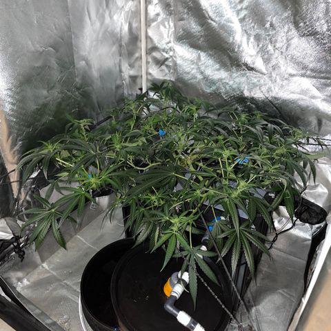 Auto Citrus Skunk growlog timeline photo