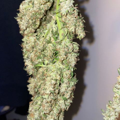 Mohan Poison #1 growlog timeline photo