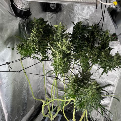 Mohan Poison #1 growlog timeline photo