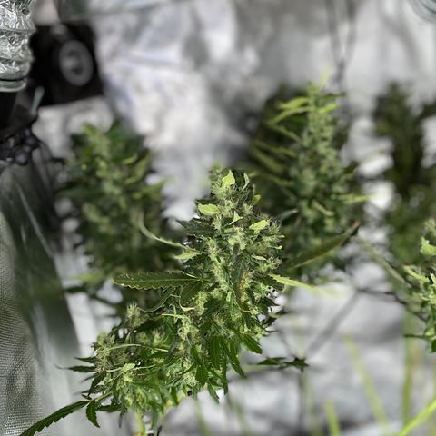 Mohan Poison #1 growlog timeline photo