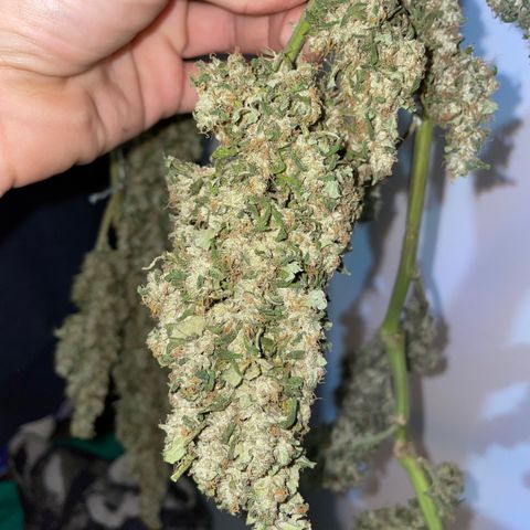 Mohan Poison #1 growlog timeline photo