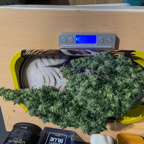 Mohan Poison #1 growlog timeline photo