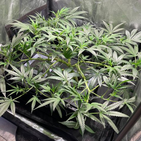 Auto Citrus Skunk growlog timeline photo