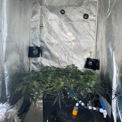 Auto Citrus Skunk growlog timeline photo