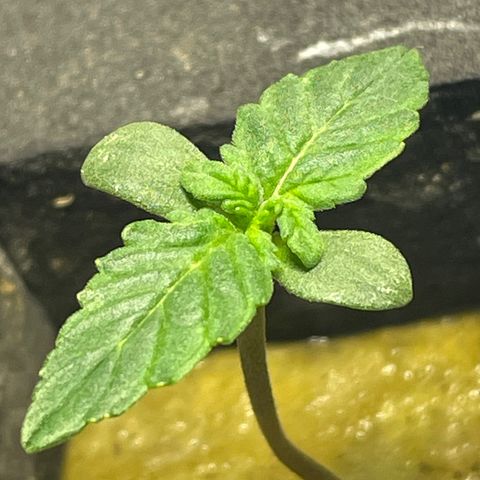 Royal Dwarf growlog timeline photo