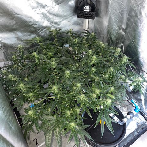 Auto Citrus Skunk growlog timeline photo