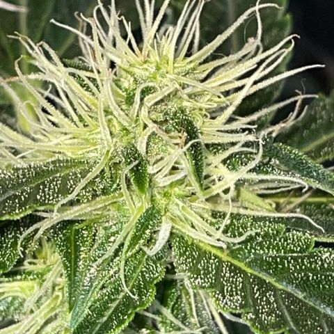 Auto Citrus Skunk growlog timeline photo