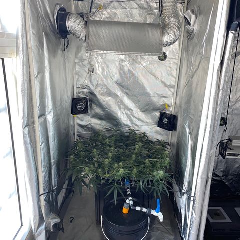 Auto Citrus Skunk growlog timeline photo