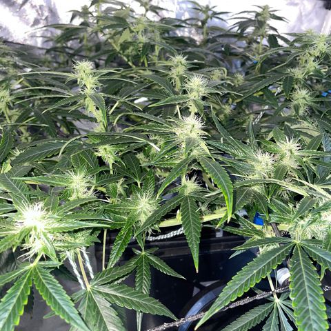 Auto Citrus Skunk growlog timeline photo