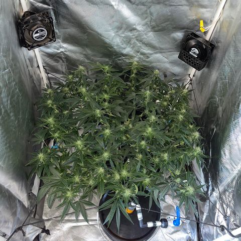 Auto Citrus Skunk growlog timeline photo