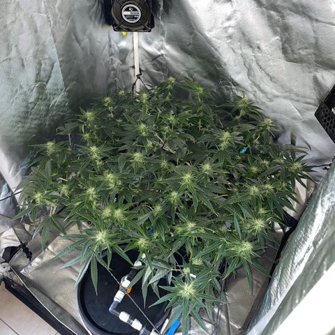 Auto Citrus Skunk growlog timeline photo