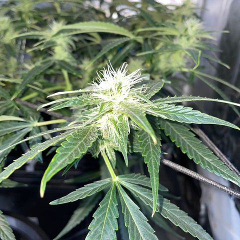 Auto Citrus Skunk growlog timeline photo