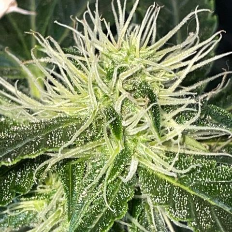 Auto Citrus Skunk growlog timeline photo