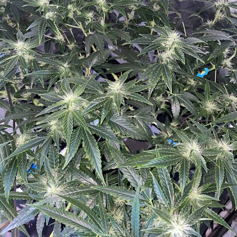Auto Citrus Skunk growlog timeline photo