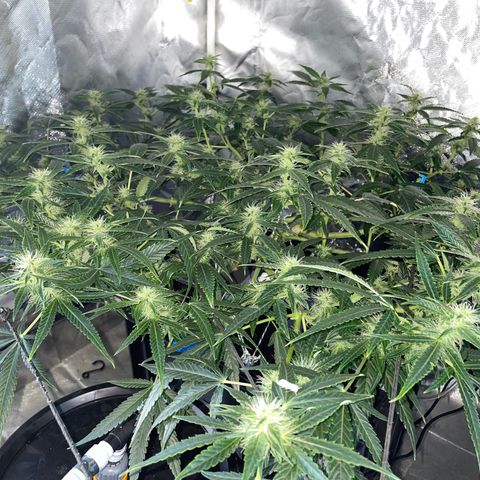 Auto Citrus Skunk growlog timeline photo