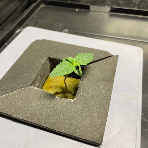 Royal Dwarf growlog timeline photo