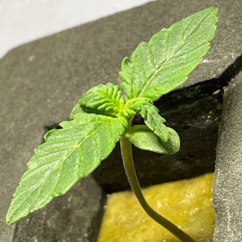 Royal Dwarf growlog timeline photo