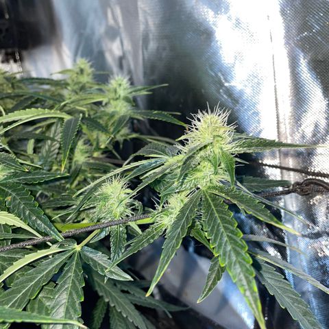 Auto Citrus Skunk growlog timeline photo