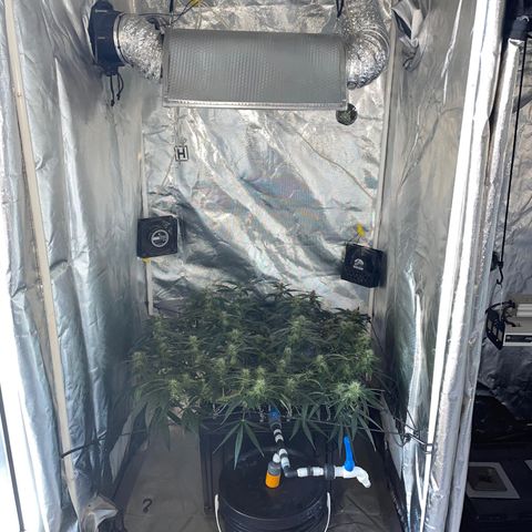 Auto Citrus Skunk growlog timeline photo