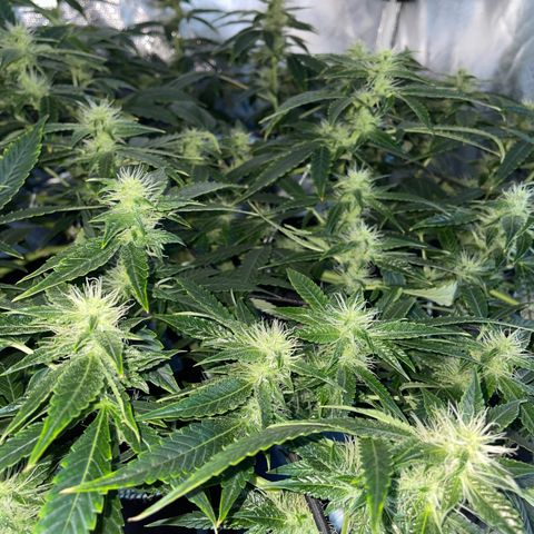 Auto Citrus Skunk growlog timeline photo