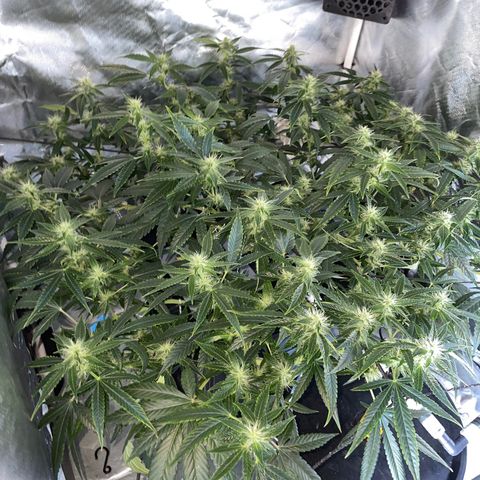 Auto Citrus Skunk growlog timeline photo