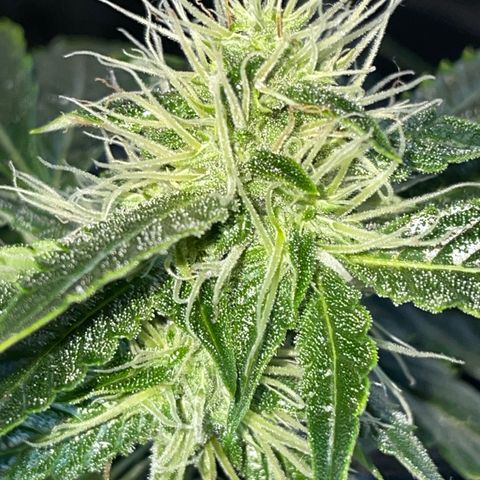 Auto Citrus Skunk growlog timeline photo
