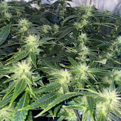 Auto Citrus Skunk growlog timeline photo