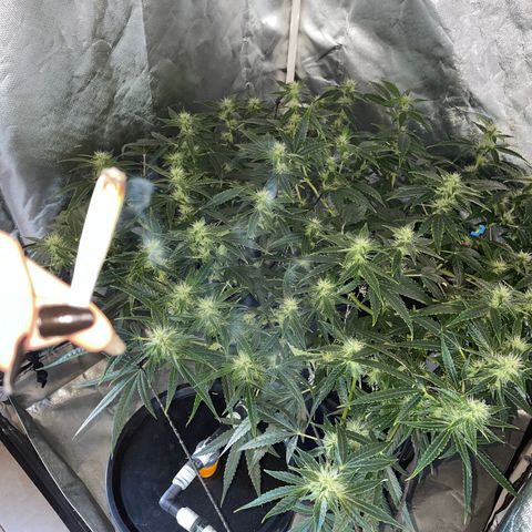Auto Citrus Skunk growlog timeline photo