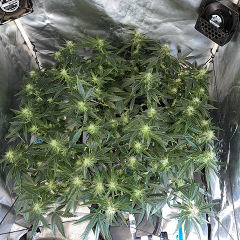 Auto Citrus Skunk growlog timeline photo