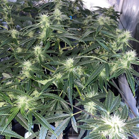 Auto Citrus Skunk growlog timeline photo
