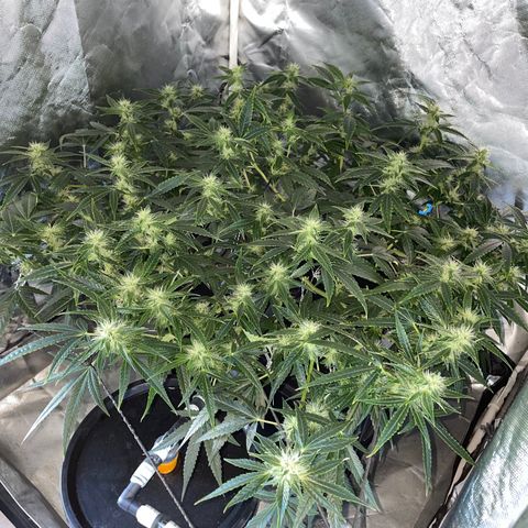 Auto Citrus Skunk growlog timeline photo