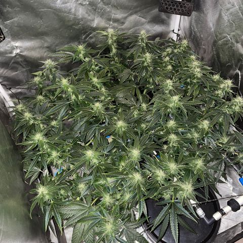 Auto Citrus Skunk growlog timeline photo