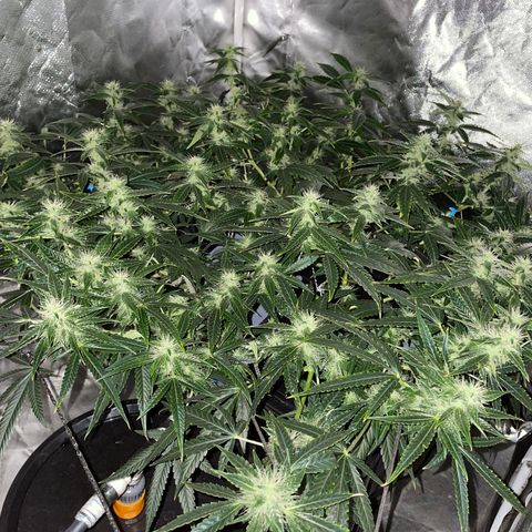 Auto Citrus Skunk growlog timeline photo
