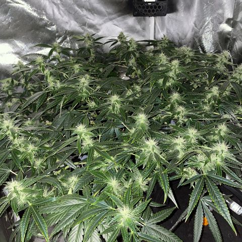 Auto Citrus Skunk growlog timeline photo
