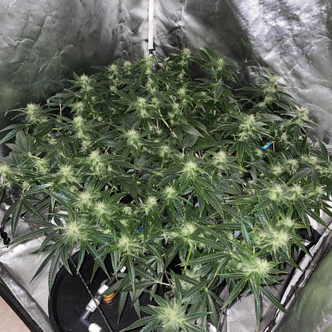 Auto Citrus Skunk growlog timeline photo